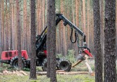 Sankcijas atgriezušas koksnes cenas pagājušā gada augstākajā punktā