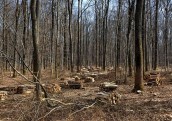 ES plāno jaunus ierobežojumus meža biomasas izmantošanai enerģijas ražošanā