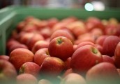 Komisija atbalsta samazināto 12% PVN likmi augļiem, ogām un dārzeņiem