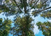 Normu par mazāka caurmēra koku ciršanu atzīst par neatbilstošu Satversmei
