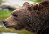 Slovākija apstiprina brūno lāču gaļas pārdošanu