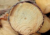Meža nozares produkcijas imports četros mēnešos pieaudzis par 9,6%