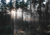 Ārvalstu investoru aktivitāte meža tirgū sasniedz zemāko līmeni četru gadu laikā