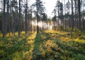 Kokrūpnieki ceļ trauksmi: valsts gatava iztirgot savus uzņēmumus apšaubāma ieguvuma vārdā