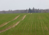 Platību maksājumiem pamattermiņā pieteikušies 49 085 lauksaimnieki