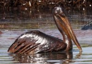Zinātnieki: Meksikas līcī nonāk daudz vairāk naftas