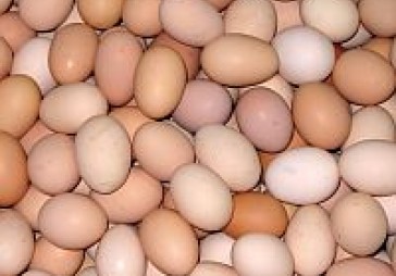 Balticovo: olu cenas pieaugs vidēji par 10 – 15 %