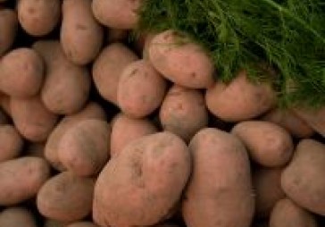 Dārzeņi bojājas, kartupeļu cenas kāps