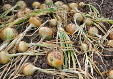 Cenas dārzeņiem zemākajā punktā