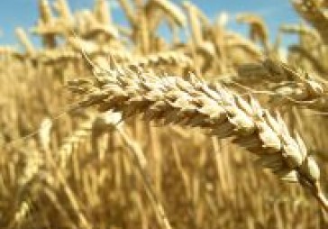Situācija Krievijā un Ķīnā draud ar pārtikas krīzi