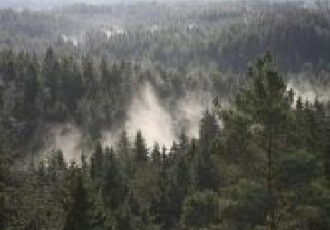 Ārzemju uzņēmumi izpērk Latvijas mežu platības