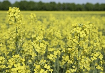 Baltic Holding Company cer uz izlīgumu ar kreditoriem