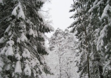 Privātmežu īpašnieki vēlas teikšanu liegumu noteikšanā 