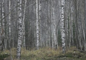 Latvijas Valsts meži plāno pirkt 10 Latvijas Finiera akcijas