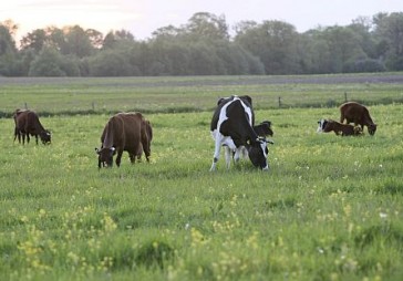 Pērn Zemesgrāmatā reģistrēti darījumi par 785 miljoniem latu