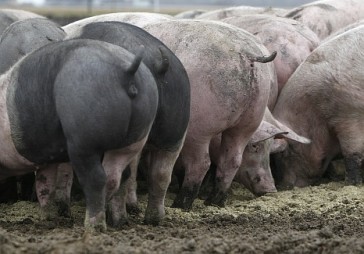 Dioksīna piesārņojuma skandāls Vācijā vēršas plašumā