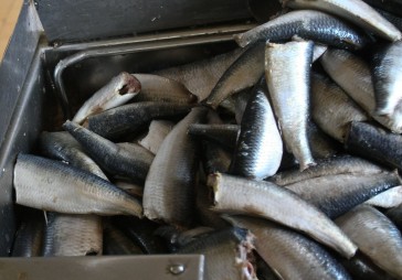 Ne visi eksportētāji spēj pildīt līgumus