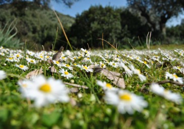 Pārtikas cenām pasaulē augot, Latvijā zeme stāv dīkā