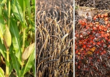 Pārtikas cenu pieaugums pasaulē sasniedzis pat 70%