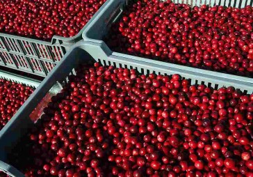 Meža ogu iepircēji licencēšanu negrib; gatavi aizstāvēt savu taisnību Eiropā