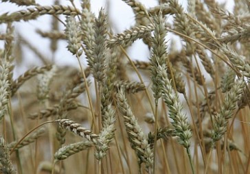 Zemnieki beidzot varētu tikt pie sējumu apdrošināšanas