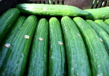 Gurķu audzētājs Sabiedrība Mārupe pārdos elektroenerģiju