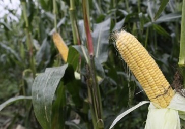 Zemnieki: biogāzes staciju dēļ zeme tiek noplicināta