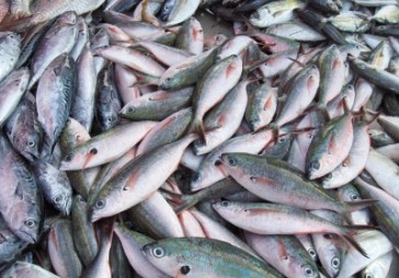 Zivju pircēji nevarēs krāpties