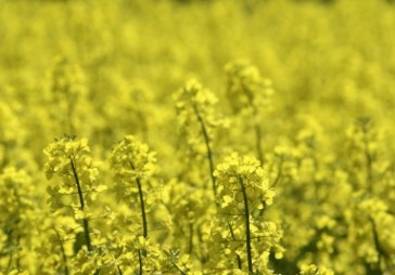 Rapša kompleksu Baltic Holding Company iegādājas Baltic Agro