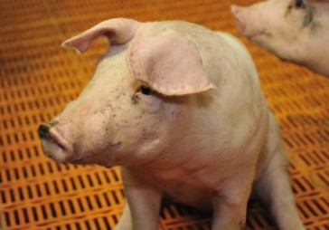 Aizkraukles banka pārņem Griģa biznesu