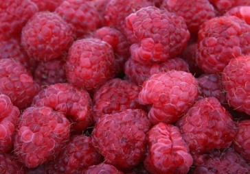 Ogu iepirkšanā vieš lielāku kārtību, krasi sarūk patentmaksātāju skaits 