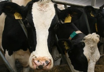 Kūtsmēslu krātuves – klupšanas akmens mazajiem zemniekiem