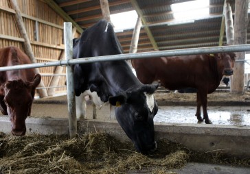 Kalna Oši būvēs piena pārstrādes kombinātu