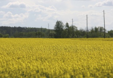 Ēdīsim vai ražosim biodegvielu