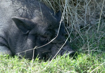 Balticovo pievēršanās ekoloģijai tiek atzīmēta speciāli izveidotā lauku sētā