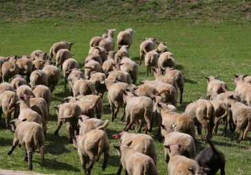 Prioritāte – zemei un pārtikas ražošanai  