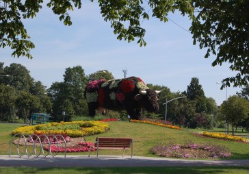 Izsolīs Ventspils govis