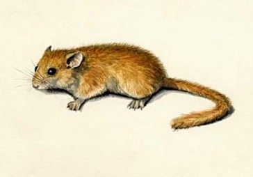 Papildināts - Daugavpils un japāņi jau drīzumā kosmosā sūtīs Latvijas susuri