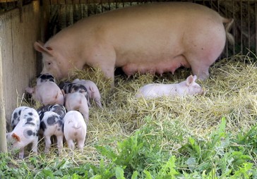  Kunturi par 140 tūkstošiem eiro iegādāsies lopbarības ceha iekārtas