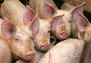 Cūkkopji saistībā ar ĀCM varētu saņemt apmēram piecu miljonu eiro atbalstu