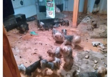 Vairāki no Mārupē izņemtajiem Jorkšīras terjeriem - miruši 