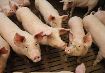 Lauku uzņēmēju TOP: Cūkkopji atdzesē nozari 