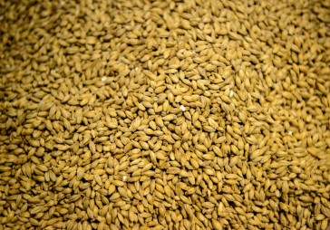 Lielvārdes alus uzsācis sadarbību ar Latraps jauna alus radīšanā 