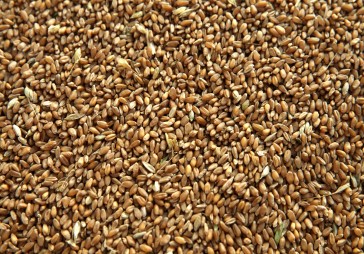 Pērn sasniegta Latvijas vēsturē lielākā graudu kopraža