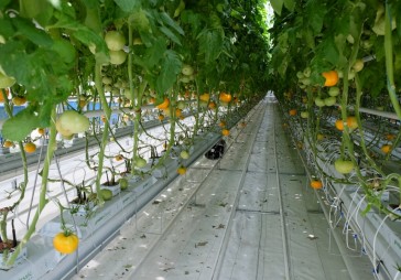 Getliņi Eko par 3,8 miljoniem eiro būvēs siltumnīcu gurķu audzēšanai