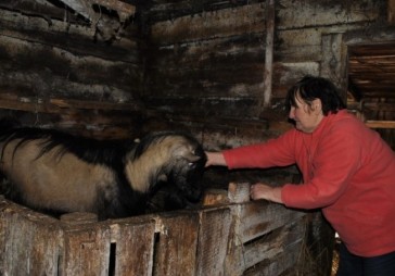 Mazais «lielveikals» Sērenē 