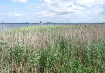 Meklēs risinājumus biotopu atjaunošanai dabas liegumos