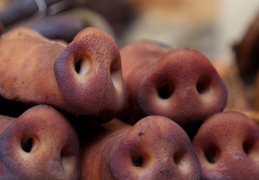 Āfrikas cūku mēris strauji tuvojas Kurzemei