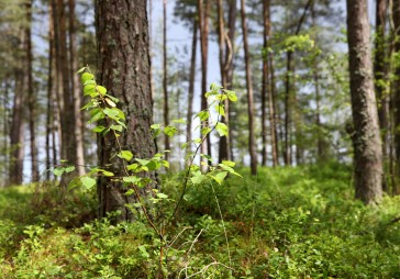 Cik cērtam, tik daudz arī atjaunojam 