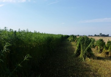 SIA Royal Reed par 120 tūkstošiem vēlas iegādāties niedru kūlīšu siešanas līniju